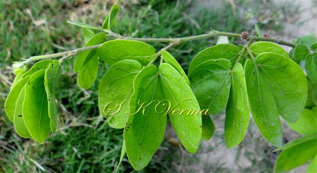  Leafy branch